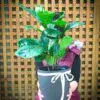 Fiddle Leaf Fig