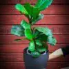 Fiddle Leaf Fig - Image 2