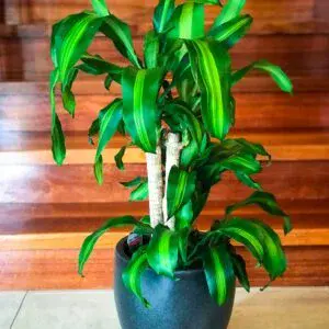 Happy plant