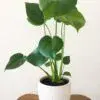 Monstera Deliciosa