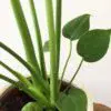 Monstera Deliciosa - Image 2