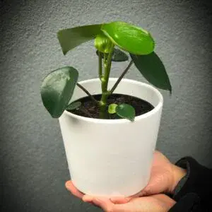 Peperomia Polybotrya