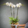 Phalaenopsis Orchids
