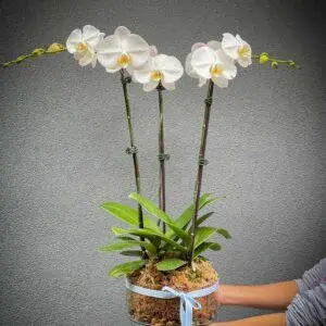 Phalaenopsis Orchids