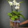 Phalaenopsis Orchids - Image 2