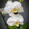 Phalaenopsis Orchids - Image 3