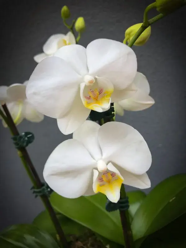 Phalaenopsis Orchids - Image 3