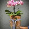 Phalaenopsis Orchids - Image 4