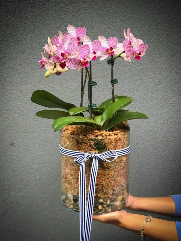 Phalaenopsis Orchids - Image 4
