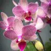 Phalaenopsis Orchids - Image 5
