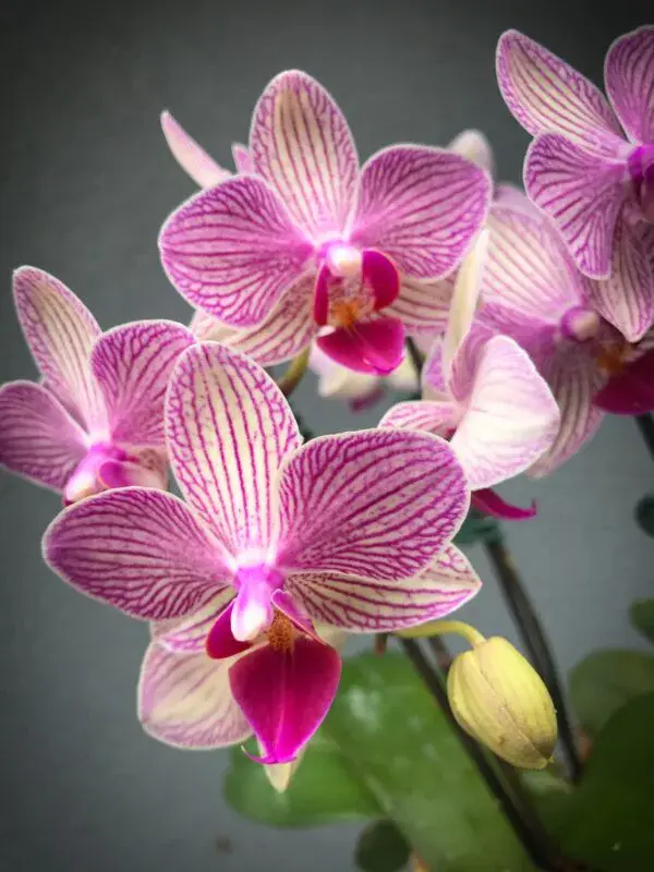 Phalaenopsis Orchids - Image 5