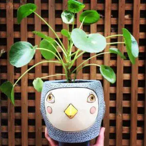 Pilea Peperomioides with Birdie Planter