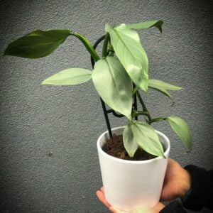 Silver Sword Philodendron