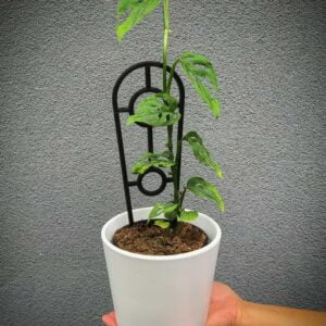 Swiss Cheese Plant