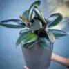 Ficus Elastica