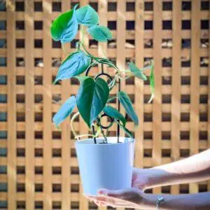 Heart Leaf Philodendron