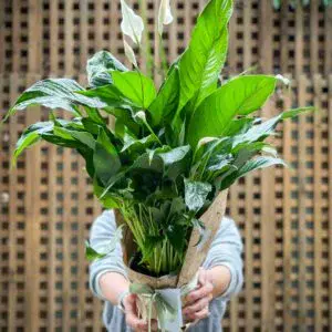 Peace Lily