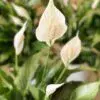 Peace Lily - Image 3