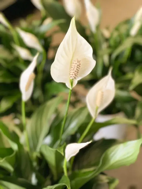 Peace Lily - Image 3