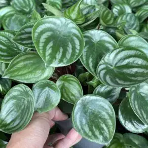 Peperomia Watermelon