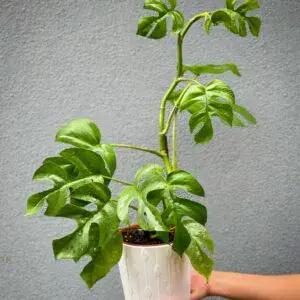 Philodendron Minima