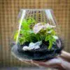 Medium Open Terrarium - Image 2