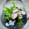 Medium Open Terrarium