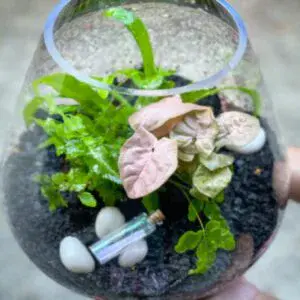 Medium Open Terrarium
