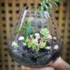 Medium Open Terrarium - Image 3