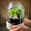 Beautiful Terrarium - Image 2
