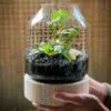 Beautiful Terrarium