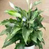 Peace Lily - Image 2