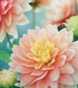 Dahlias Elegance dignity inner strength and creativity