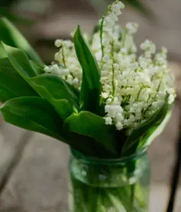 Lily of the Valley Sweetness humility purity and the return of happiness