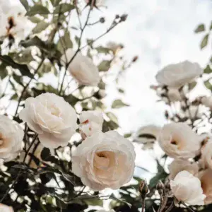 Roses Love passion and romance