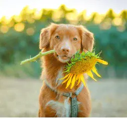 Pet-Friendly Flowers dog