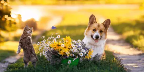 Pet-Friendly Flowers