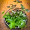 Open Beautiful Terrarium - Image 3