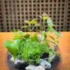 Open Beautiful Terrarium - Image 2