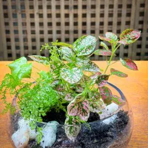 Open Beautiful Terrarium